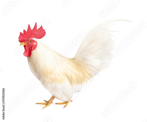 Hen walk isolated on transparent background