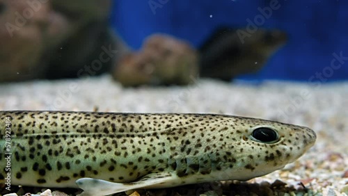 Video of an underwater scene of small-spotted catshark (Scyliorhinus canicula)