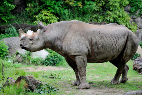 rhino in the wild © trn