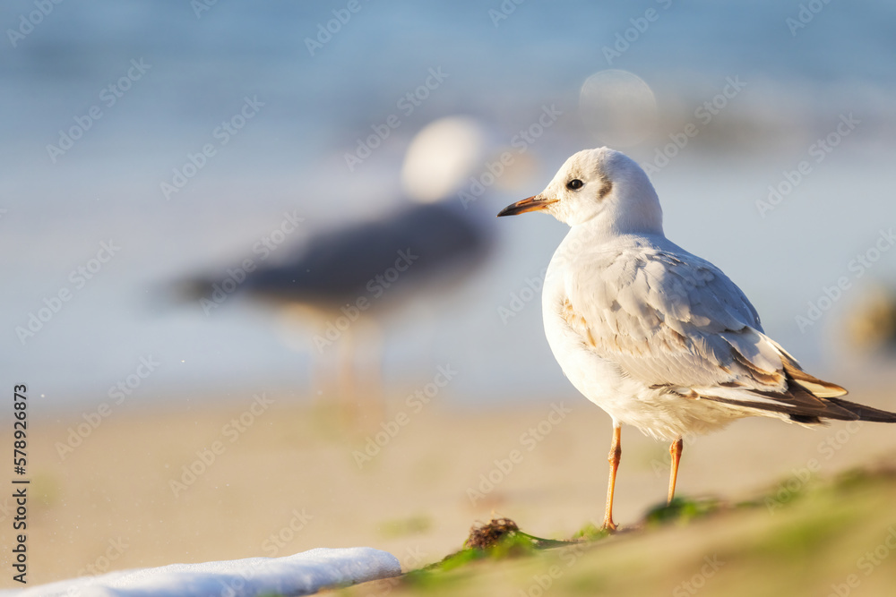 Seagull on the beach sand against the sea Seagull on the beach sand against the sea