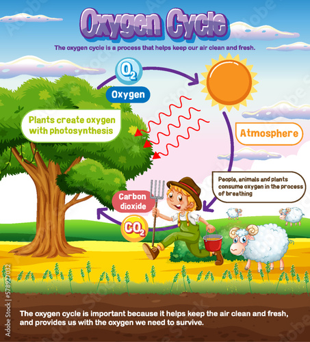 Oxygen Cycle Diagram for Science Education