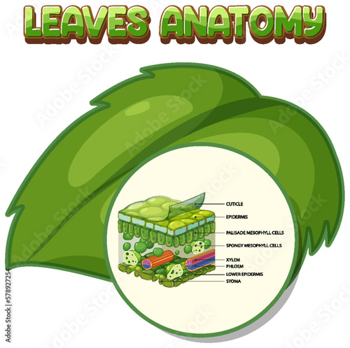 Internal structure of leaf diagram