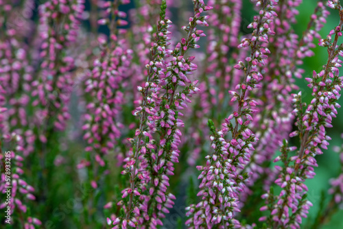 Calluna vulgaris   common heather flowers in backyard garden summer time