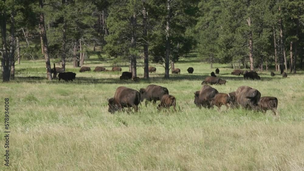 Buffalo Family Grazzing In National Park Landscape Buffalo Family Grazzing In National Park Landscape