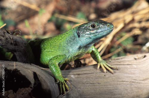 Eastern lizard (Lacerta viridis) © Fotovideonaturaalpi