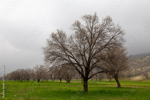 Oak Tree  Fars  Iran