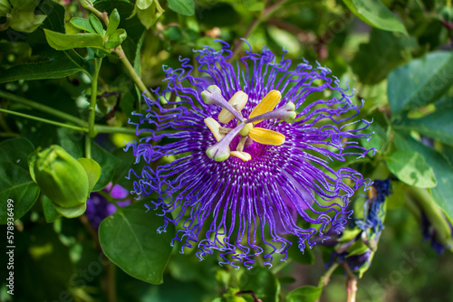 Canvas Print A coseup of a beautiful purple passion flower, the sentific name is  Passiflora