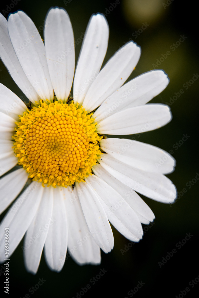 Marguerite orange, pâquerette, fleurs des jardins Marguerite orange, pâquerette, fleurs des jardins