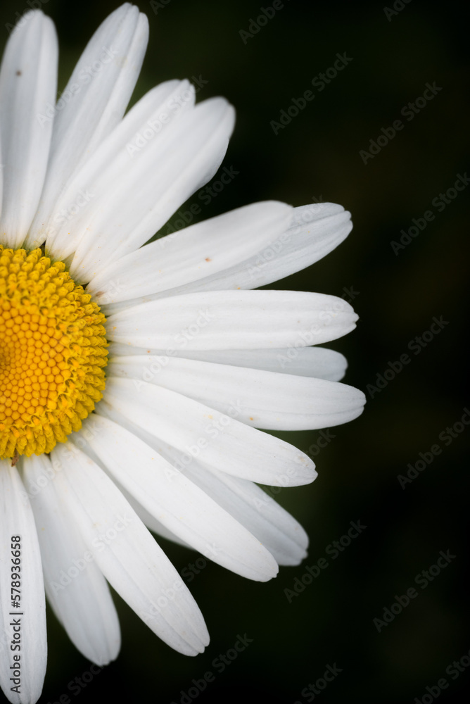 Obraz premium Marguerite orange, pâquerette, fleurs des jardins