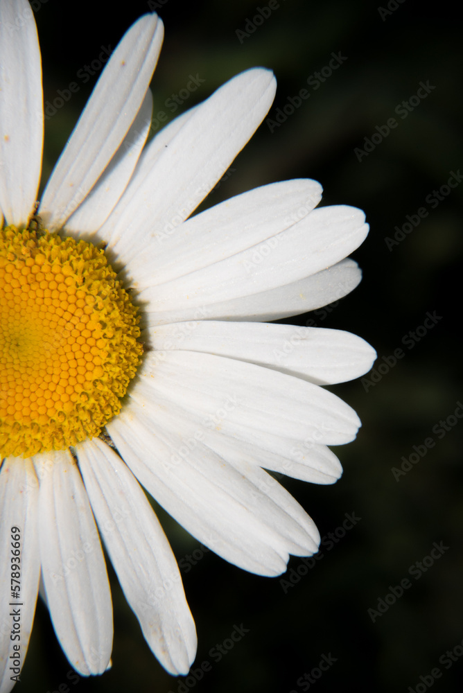 Obraz premium Marguerite orange, pâquerette, fleurs des jardins