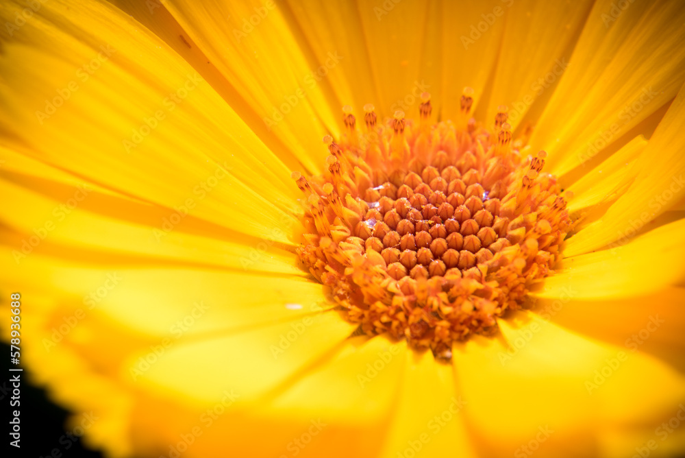 Marguerite orange, pâquerette, fleurs des jardins Marguerite orange, pâquerette, fleurs des jardins