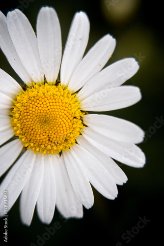 Marguerite orange  p  querette  fleurs des jardins