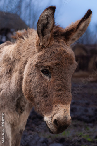 Portrait of a brown donkey standing in a garden  © NCirmu