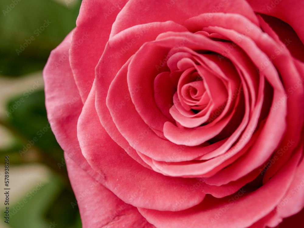 Beautiful red rose in a garden Beautiful red rose in a garden