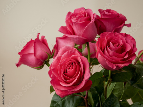 Beautiful red rose in a garden