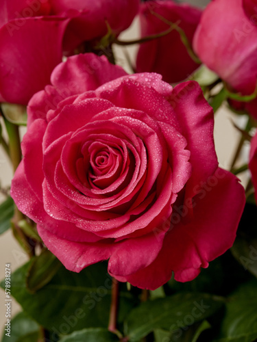 Beautiful red rose in a garden