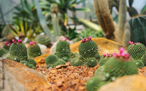 Closeup image of Lobivia arachnacantha cactus with pink flowers in botanic garden photo