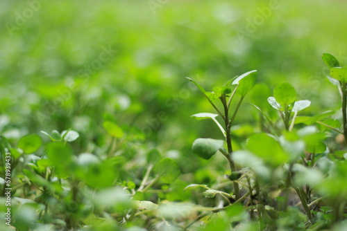 Green fresh leaves of cress salad with drops of water, watercress microgreens close up with soft focus. Homegrown herbs. Healthy nutritious super food concept