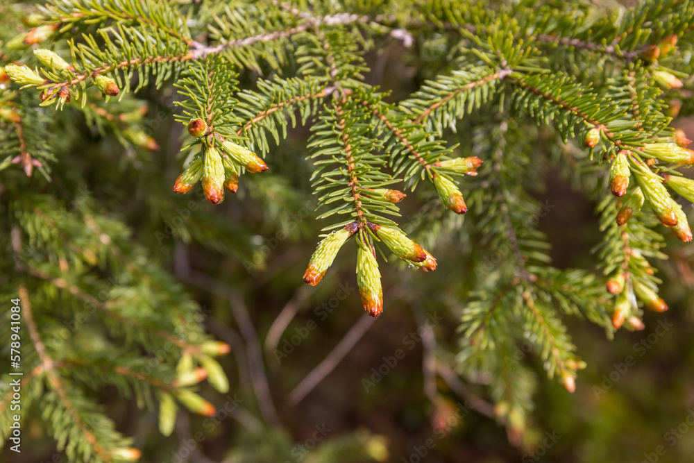 Fototapeta premium Spruce tree with green buds in spring
