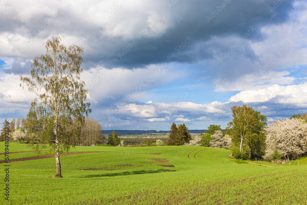 Birch tree in a green field in the countryside Birch tree in a green field in the countryside