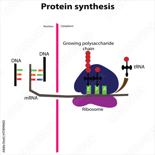 Protein synthesis process transcription translation rna ribosomes 
