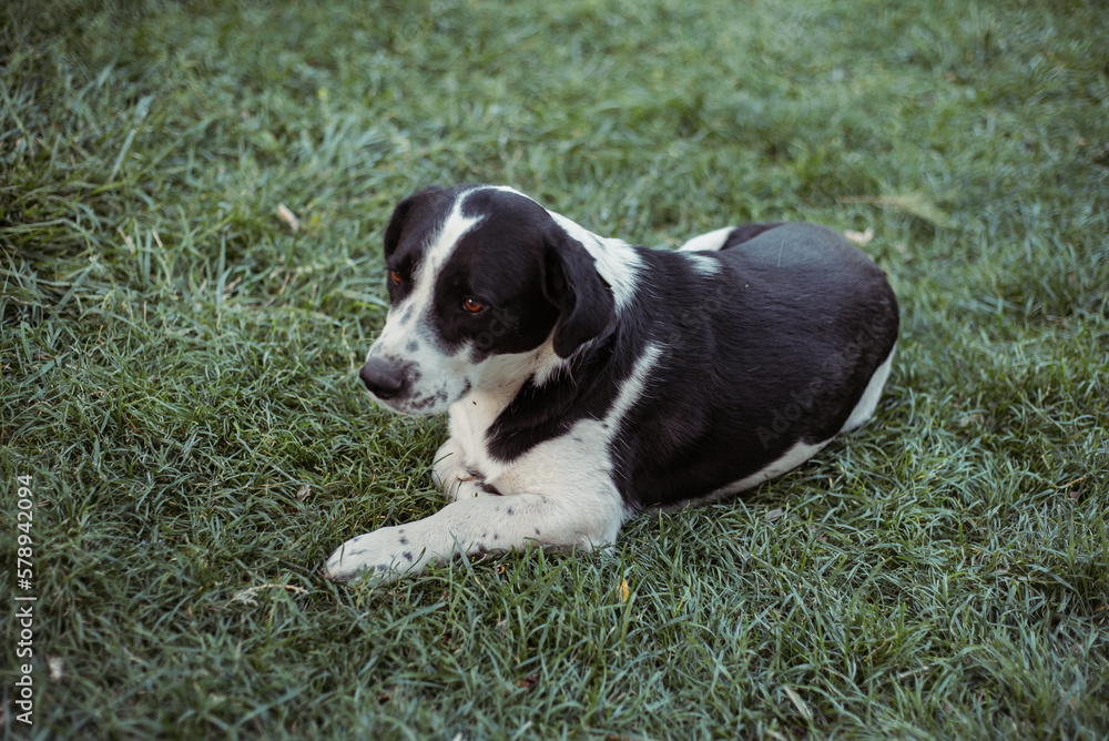 Nice dog on the grass in the park. Black and white dog for a walk.