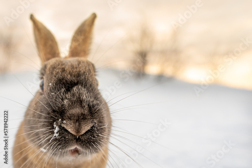 Dark brown typical Icelandic rabbit head-on with the ground completely covered in snow and the first light of dawn with head and eyes close-up looking at the camera.  photo