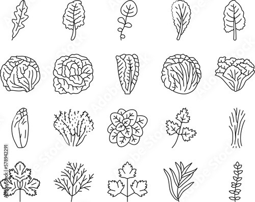salad food healthy green fresh icons set vector