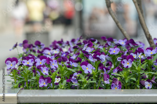 Purple pansy flowers springtime