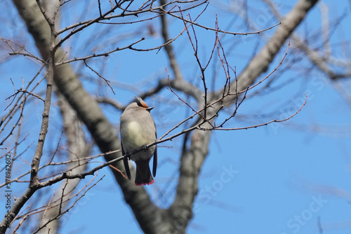 japanese waxwing on a branch