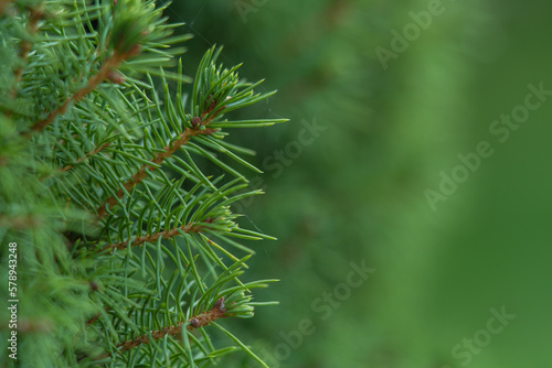 Fotografiet Pine fir tree branch background