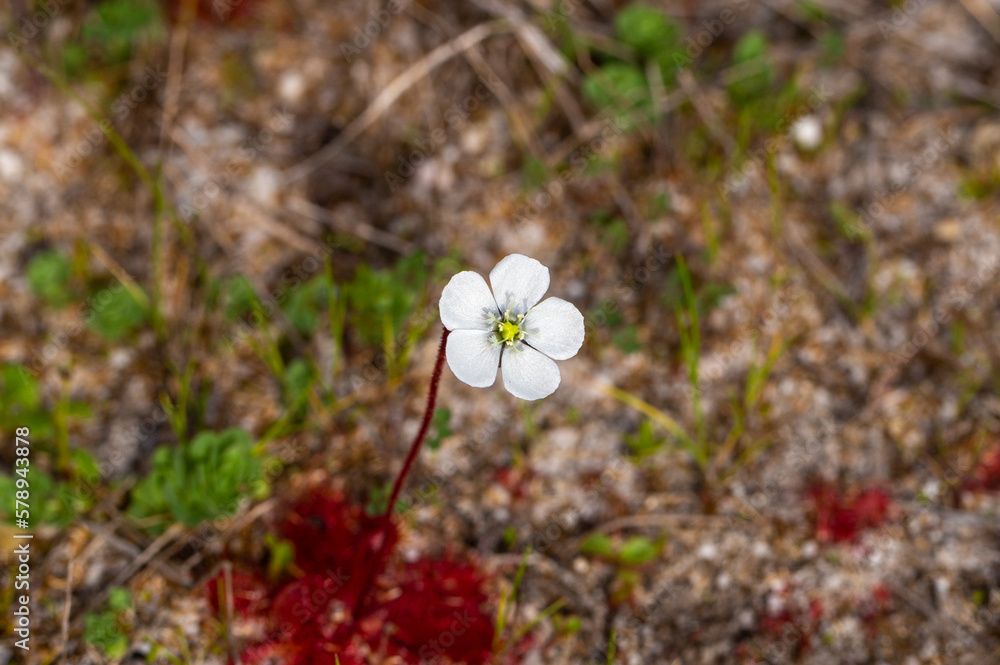 white flower of Drosera trinervia, taken in natural habitat near Wellington, Western Cape of South Africa white flower of Drosera trinervia, taken in natural habitat near Wellington, Western Cape of South Africa