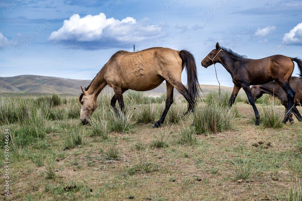 horses in the field