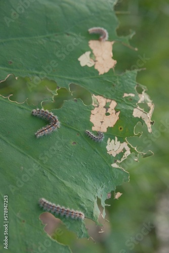 Caterpillars on the leaf of a plant in the garden