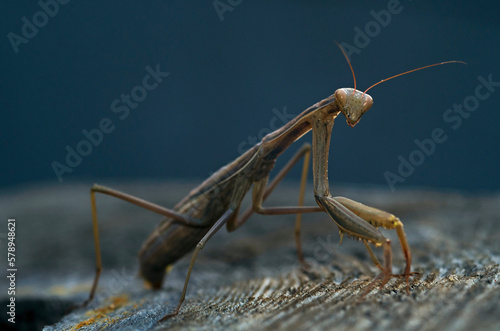 praying mantis insect close up on blurred background