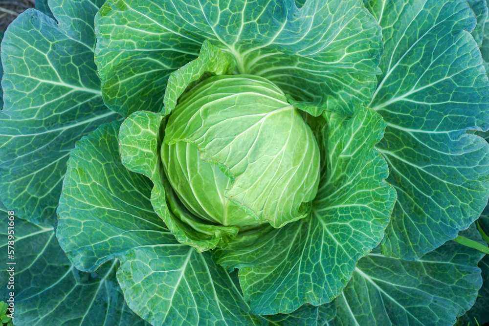 Fototapeta premium cabbage in the garden