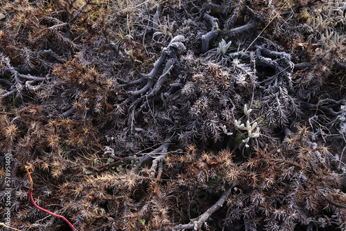 The thorn is covered with frost. photo