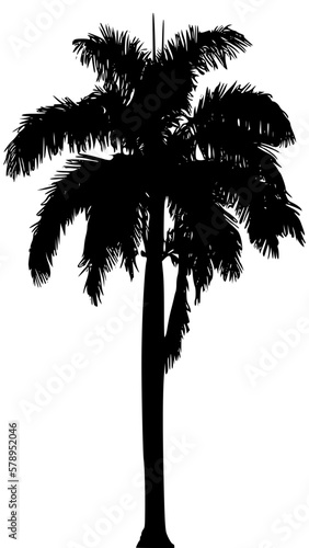 palm tree silhouette