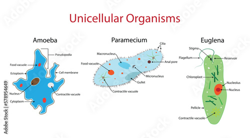 illustration of biology, Unicellular organisms are living organisms that are composed of a single cell, Anatomy of Amoeba, Paramecium and Euglena, Molecular evolution photo
