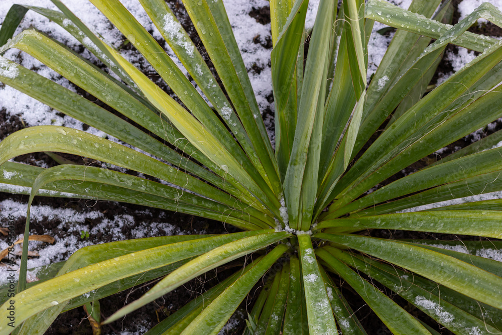 Fototapeta premium Frost-resistant blue palm lily known as Yucca rostrata stands snow-covered in the bed