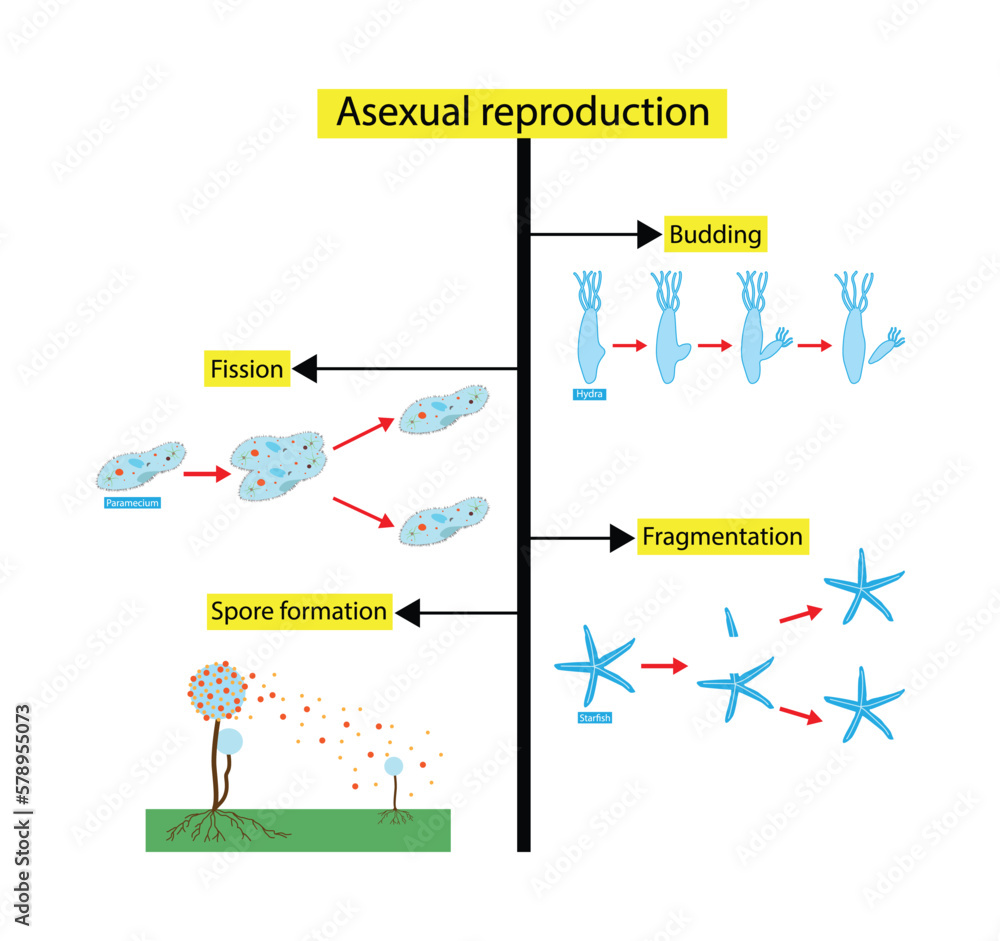 Illustration Of Biology Scientific Designing Of Differences Between Sexual And Asexual 7306