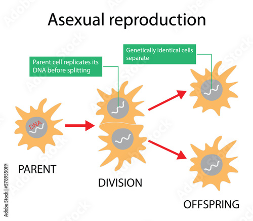 illustration of biology, Asexual reproduction, binary fission in amoeba, Binary fission in Euglena. Vector educational illustration. Reproduction
