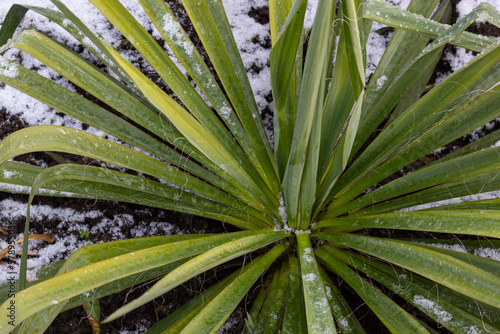 Frost-resistant blue palm lily known as Yucca rostrata stands snow-covered in the bed