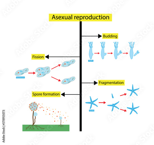 illustration of biology, Scientific Designing of Differences Between Sexual And Asexual Reproduction, Asexual vs sexual cellular reproduction types comparison outline diagram photo