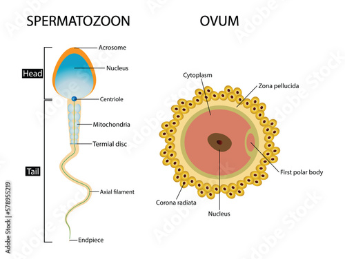 illustration of Biology, Structural diagram of a sperm cell, ovum spermatozoon anatomy, Male sperm fertilize female egg, Fertilization and ovulation