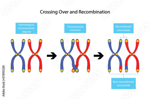illustration of biology, Crossing over and recombination, Genetic recombination happens as a result of the separation of genes that occurs during gamete formation in meiosis, Chromosome Structure