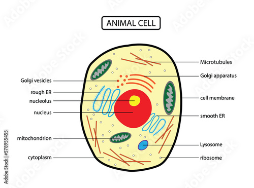 illustration of biology, Anatomy of animal cell, Animal cell anatomical structure with all parts including cell membrane nucleus nucleolus vacuole lysosome ribosome golgi body cytoplasm 