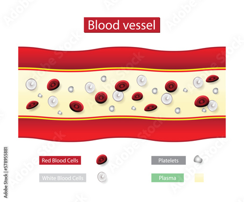 illustration of biology and medical, Blood vessel with flowing blood cells, Red blood cells flowing through a vein and artery, Capillary, blood vessel