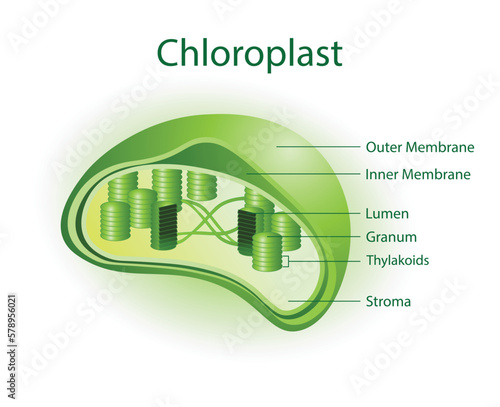 illustration of biology, Chloroplast is an organelle that contains the photosynthetic pigment chlorophyll that captures sunlight and converts it into useful energy photo
