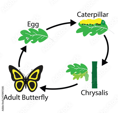 illustration of biology, The life cycle of a butterfly goes through four stages: egg, larva (caterpillar), pupa (chrysalis), and adult